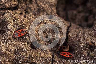 Red-winged wingless - an ordinary terrestrial bug of the family of red-claws, measuring 9-11 mm. Stock Photo