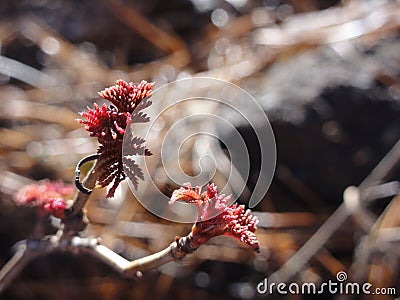 Early spring leaves bloom on a tree branch on a blurred background Stock Photo