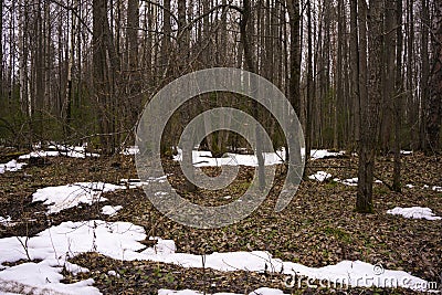 Early spring in a mixed coniferous forest Stock Photo