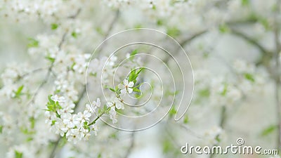 Early spring plum blossoms after winter. Branches of blossoming white plum. Slow motion. Stock Photo