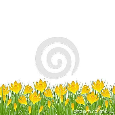 Early spring small yellow flower Crocus for Easter on white background. Vector illustration Stock Photo