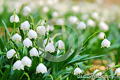 Early spring snowflake flowers Stock Photo