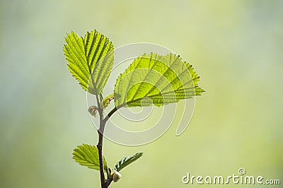 Early spring with closeup of fresh green leaves of alder tree branch in spring sunlight Stock Photo