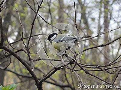 Early spring, a tit bird sits on a branch against a background of green branches Stock Photo