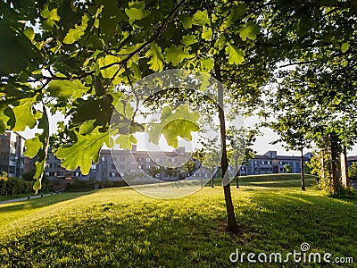 Early spring under oak tree leaves in Denmark Ishoj - Sunset shines through the leafs Stock Photo