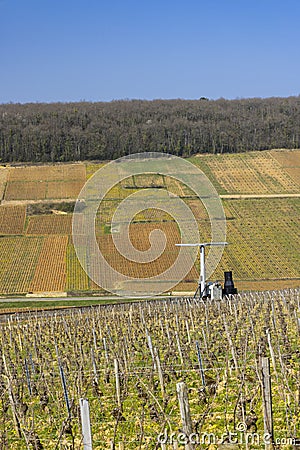 Early spring vineyards near Aloxe-Corton, Burgundy, France Stock Photo