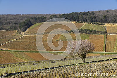 Early spring vineyards near Aloxe-Corton, Burgundy, France Stock Photo