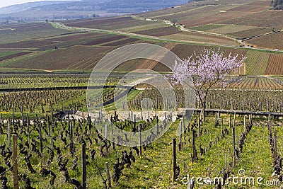 Early spring vineyards near Aloxe-Corton, Burgundy, France Stock Photo