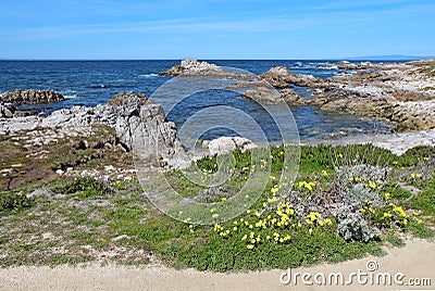 Early spring wildflowers near Asilomar State beach in Pacific Gr Stock Photo