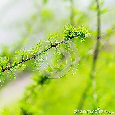 Early spring, young larch close-up, concept of spring, seasons, weather. Fresh coniferous tree branch, modern natural Stock Photo