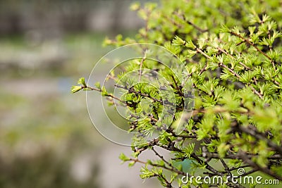 Early spring, young larch close-up, concept of spring, seasons, weather. Stock Photo