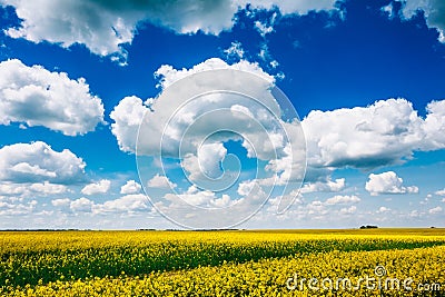 Early Summer, Flowering Canola, Rape, Rapeseed, Oilseed Field U Stock Photo