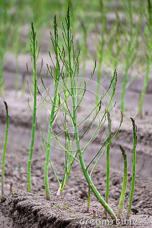 Early summer growth cycle of asparagus plant, fern development Stock Photo