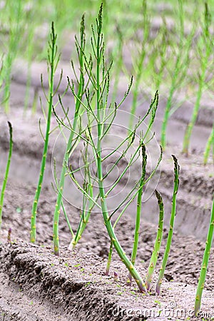 Early summer growth cycle of asparagus plant, fern development Stock Photo