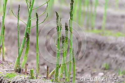 Early summer growth cycle of asparagus plant, fern development Stock Photo