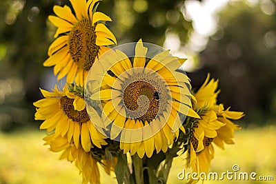 Early summer sunny morning gorgeous sunflowers Stock Photo