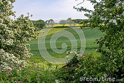 Early summer view of rolling English countryside Stock Photo