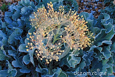 Close-up image of Sea Kale Crambe maritima at dawn on Rye Harbour Bird Reserve in East Sussex, England Stock Photo