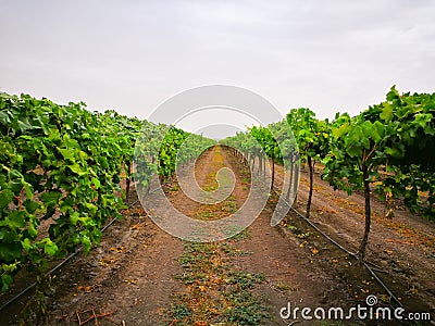 An Early sweet grapes farming in Emerald , Queensland , Australia. Stock Photo