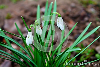 Early white flowers Galanthus Linnaeus 3 Stock Photo