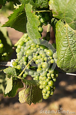 Early white wine grapes Stock Photo