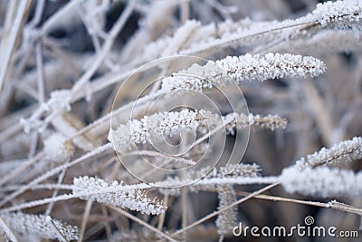 Early winter or fall frost on a dry meadow weed Stock Photo