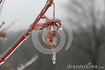 Early winter freeze on leaf Stock Photo