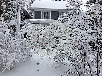 Early winter storm wreaks havoc on trees. Stock Photo