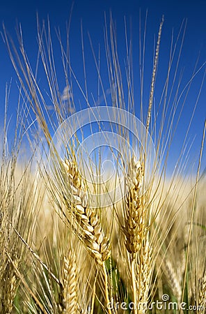 Ears of corn Stock Photo