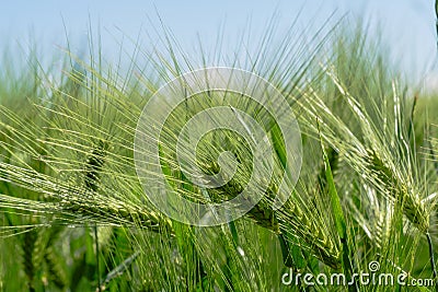 Ears of corn in the field, not yet ready for the harvest Stock Photo