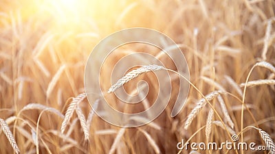 Ears of golden wheat closeup. Wheat field. Beautiful agriculture background Stock Photo