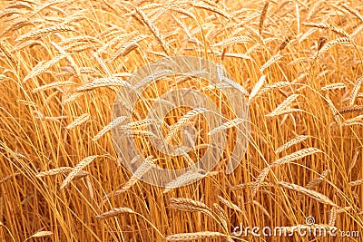 Ears of golden wheat closeup. Wheat field Stock Photo