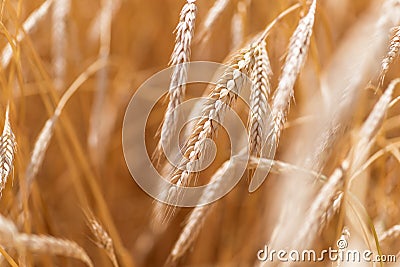 Ears of golden wheat closeup. Wheat field Stock Photo