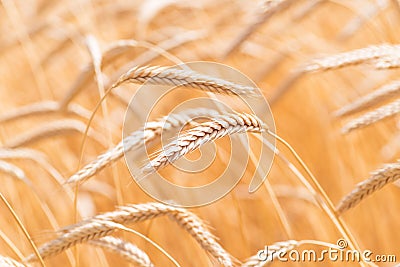 Ears of golden wheat closeup. Wheat field Stock Photo