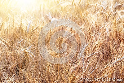 Ears of golden wheat closeup. Wheat field Stock Photo