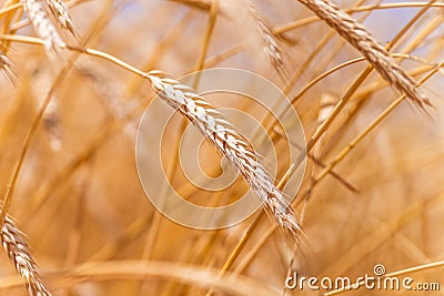 Ears of golden wheat closeup. Wheat field Stock Photo