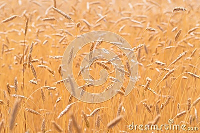 Ears of golden wheat closeup. Wheat field Stock Photo