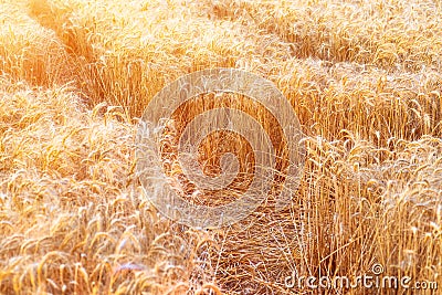 Ears of golden wheat closeup. Wheat field Stock Photo