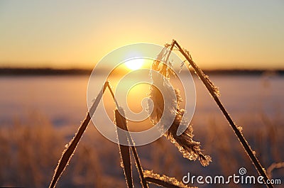 Ears of corn on the background of a beautiful winter sunset Stock Photo