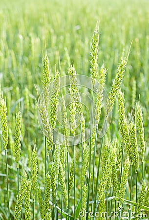 Ears of green wheat in the field Stock Photo