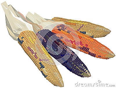 Ears of Indian corn Vector Illustration