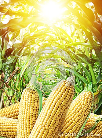 Ears of maize or corn in the sunlight. Nature background Stock Photo
