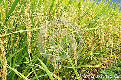 Ears of rice Stock Photo