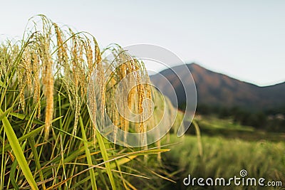 Ears of ripened rice crop. Agriculture Harvest Season concept Stock Photo