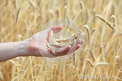 Ears of rye on hand, blur rye filed in background Stock Photo