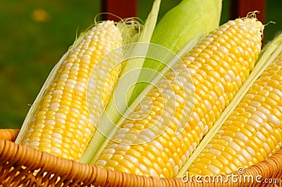 Ears of sweet corn Stock Photo