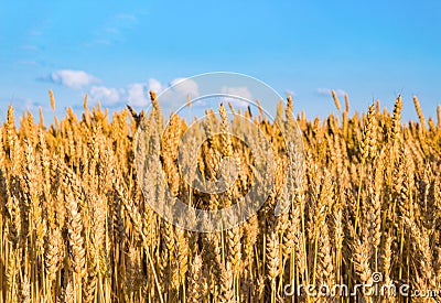 Ears of wheat against blue sky. Like Ukrainian flag. Ripened grains Stock Photo