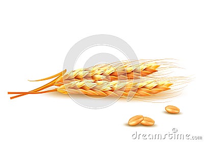 Ears of wheat. Vector Illustration