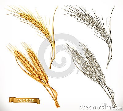 Ears of wheat. 3d realism and engraving styles. Vector Vector Illustration