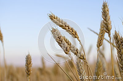 Ears of wheat in the field. backdrop of ripening ears of yellow wheat field on the sunset cloudy orange sky background. Copy space Stock Photo